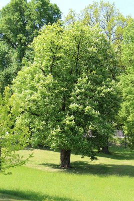 Aesculus hipocastanum - jírovec maďal - jarní habitus (36)